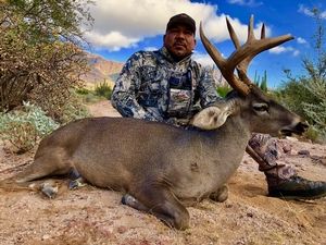 Coues Deer